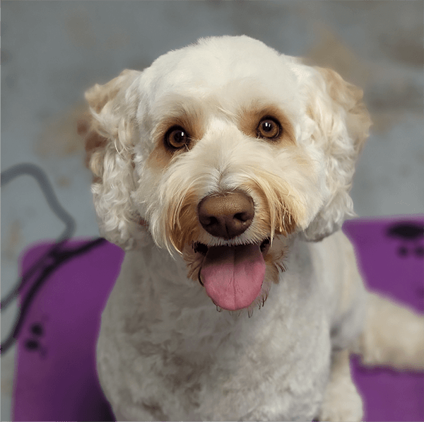 GreensburgBed&Biscuit-Grooming_Gallery placeholder