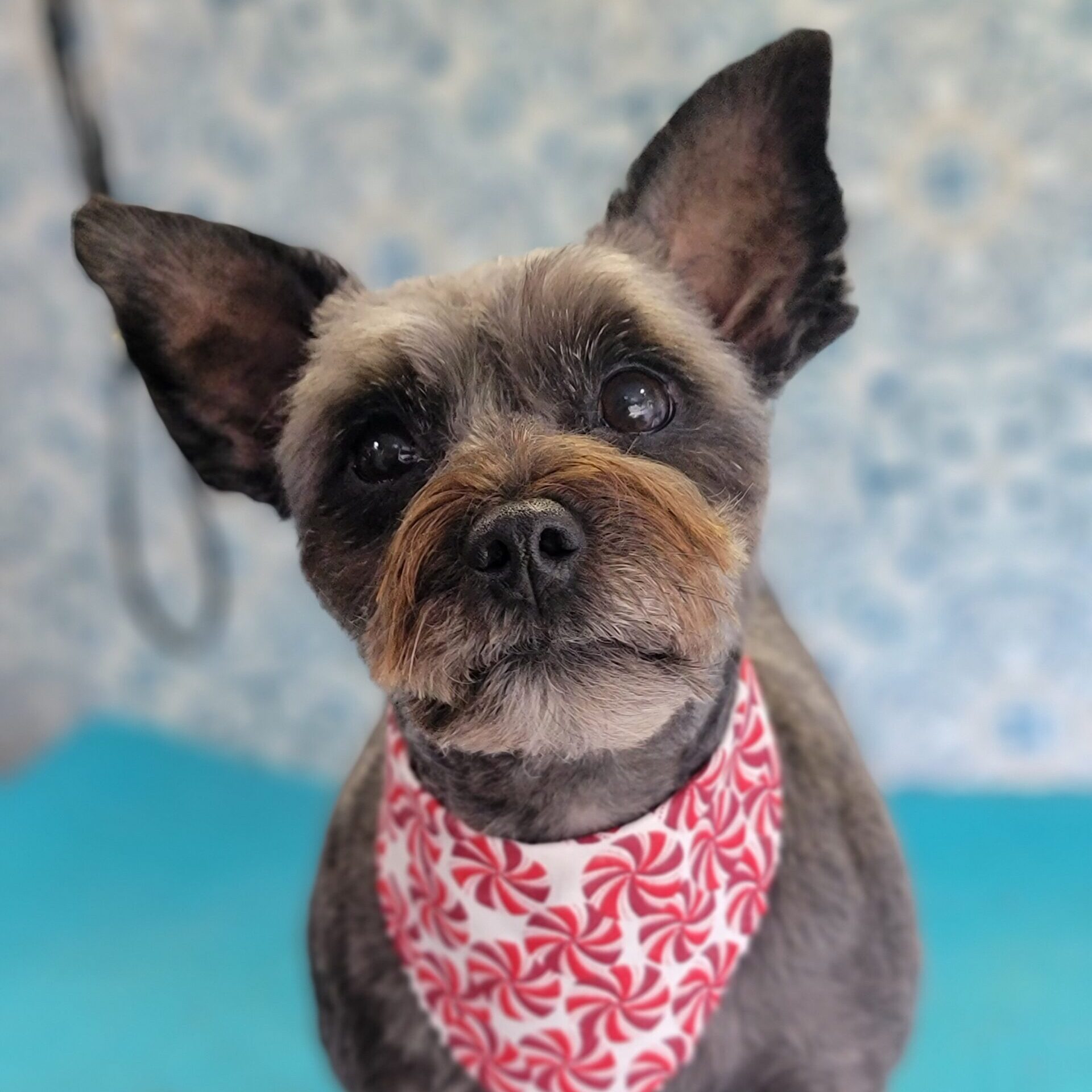 g- annabelle haircut