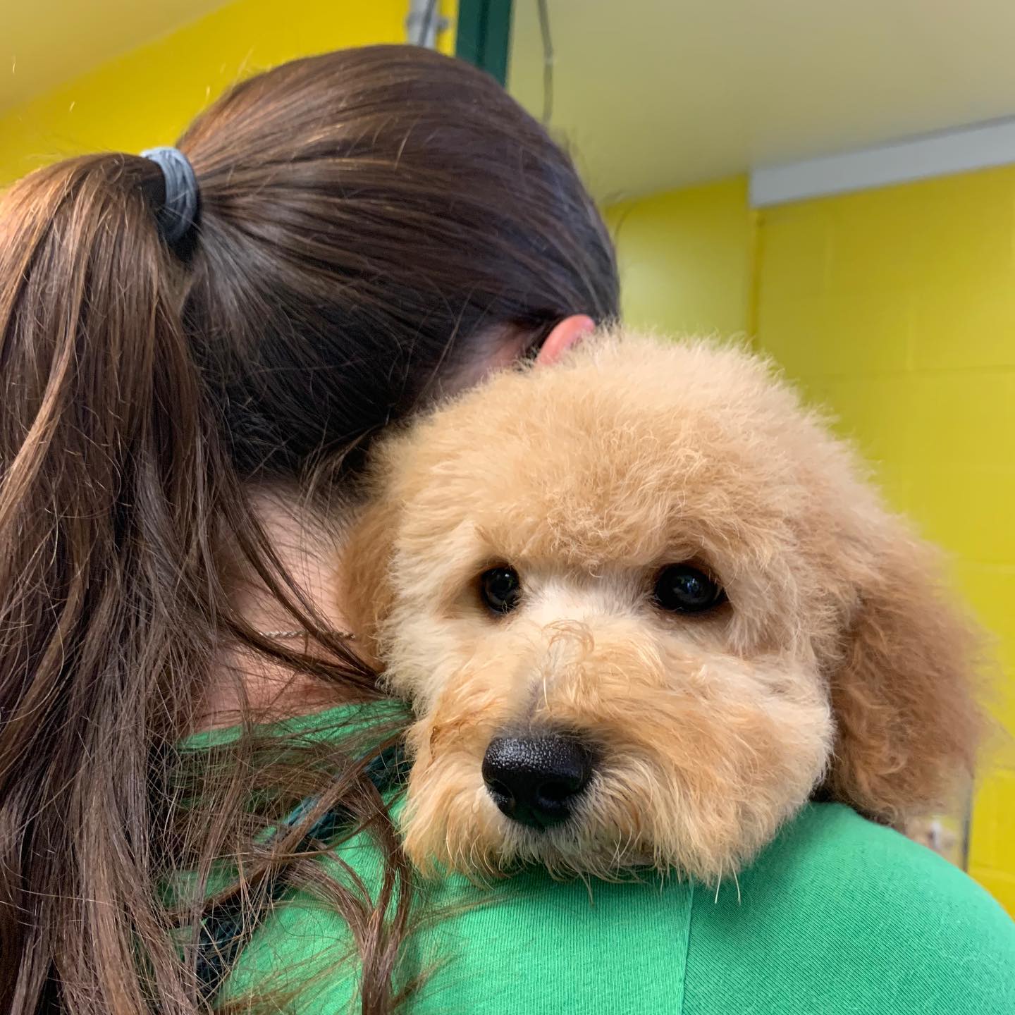 g- ollie after first haircut