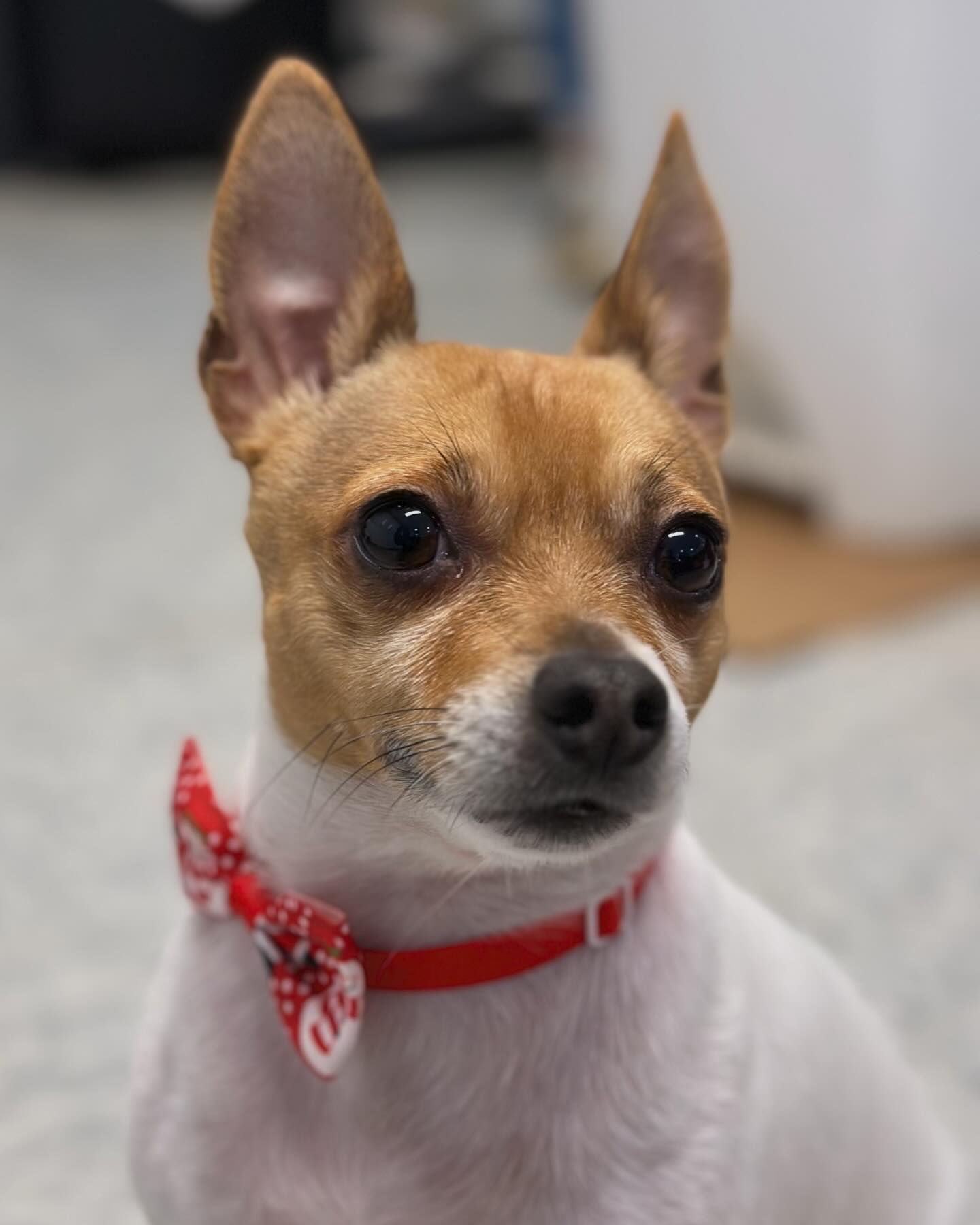 6C82CB5F-C47C-41E5-8633-469A2461343E